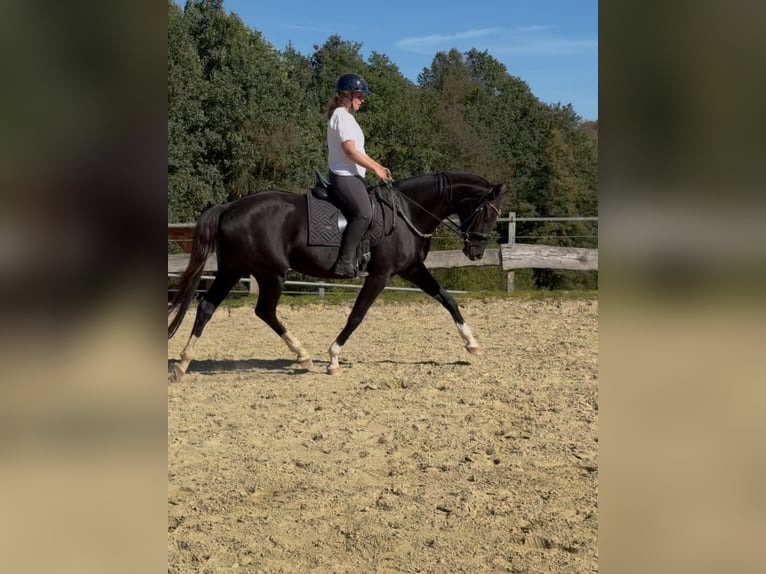 Westfaal Merrie 4 Jaar 167 cm Zwart in Wenden