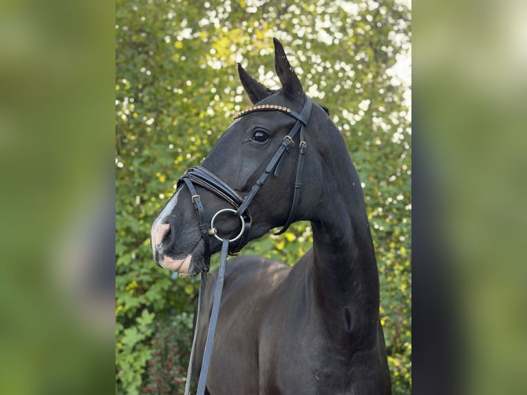 Westfaal Merrie 4 Jaar 167 cm Zwart in Wenden