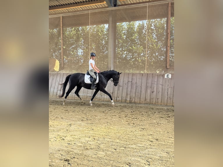 Westfaal Merrie 4 Jaar 167 cm Zwart in Wenden