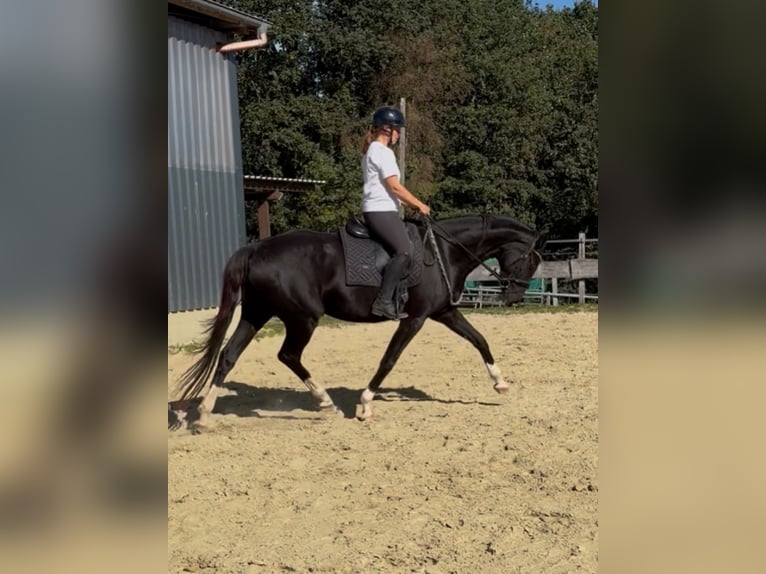Westfaal Merrie 4 Jaar 167 cm Zwart in Wenden