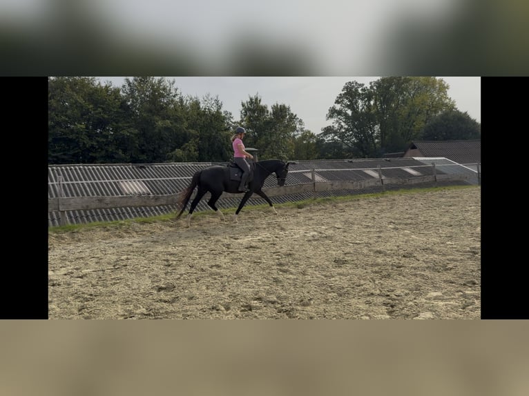 Westfaal Merrie 4 Jaar 167 cm Zwart in Wenden