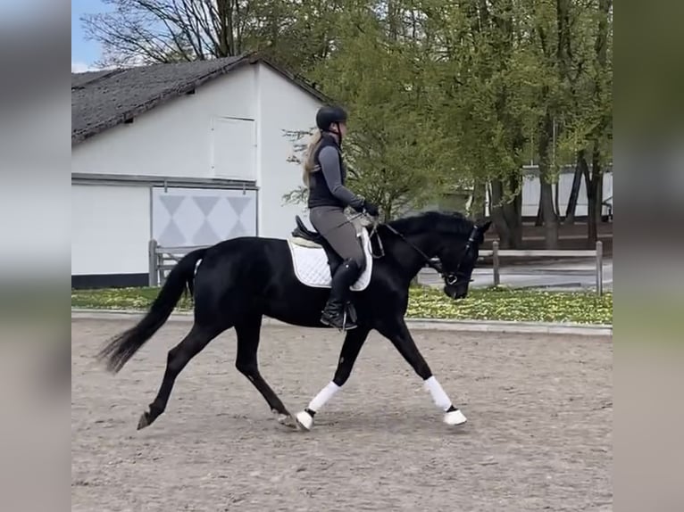 Westfaal Merrie 4 Jaar 167 cm Zwartbruin in Balve