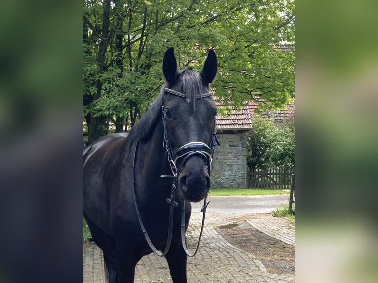 Westfaal Merrie 4 Jaar 167 cm Zwartbruin in Balve