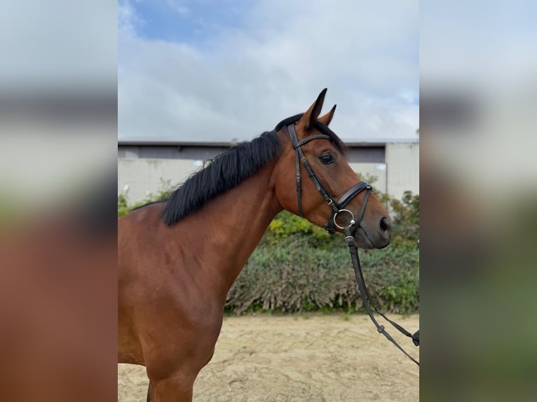 Westfaal Merrie 4 Jaar 168 cm Bruin in Calden