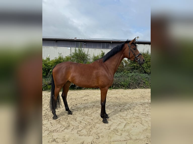 Westfaal Merrie 4 Jaar 168 cm Bruin in Calden
