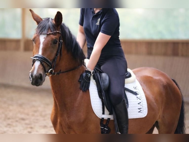 Westfaal Merrie 4 Jaar 168 cm Bruin in Fürstenau