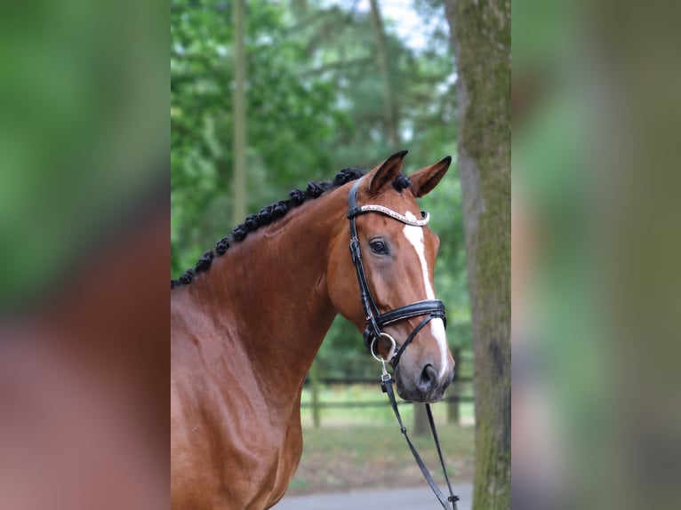 Westfaal Merrie 4 Jaar 168 cm Bruin in Fürstenau