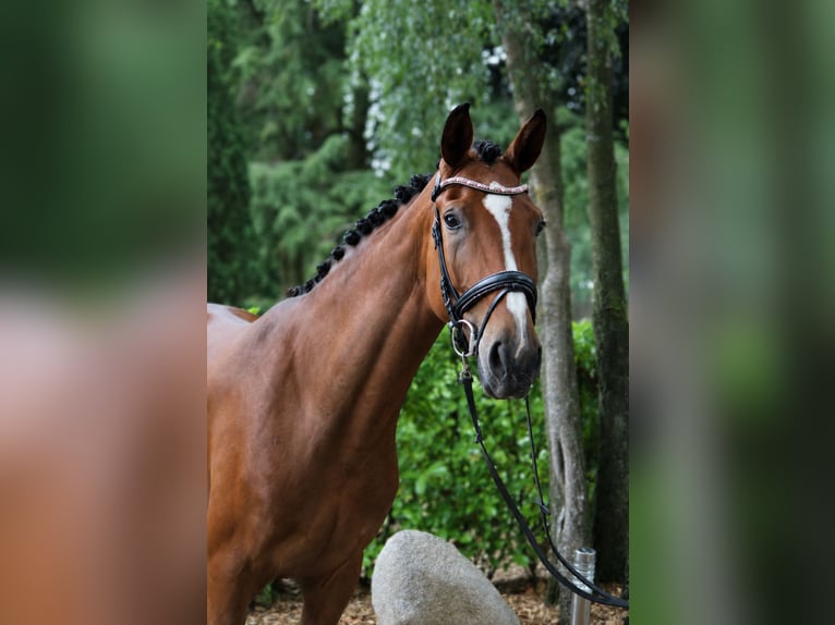 Westfaal Merrie 4 Jaar 168 cm Bruin in Fürstenau