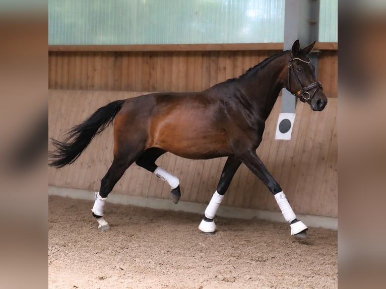 Westfaal Merrie 4 Jaar 168 cm Bruin in Fürstenau