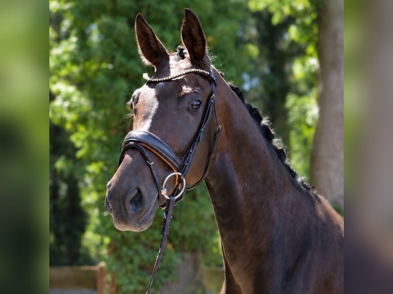 Westfaal Merrie 4 Jaar 168 cm Bruin in Fürstenau