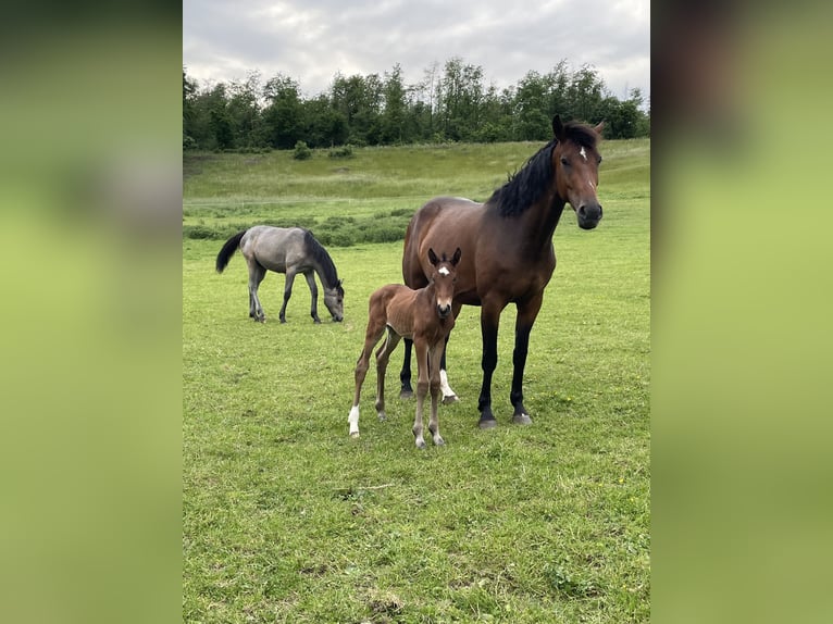 Westfaal Merrie 4 Jaar 168 cm Bruin in Salzkotten