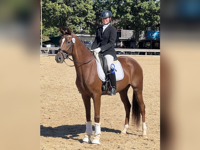 Westfaal Merrie 4 Jaar 168 cm Donkere-vos in Korntal-Münchingen
