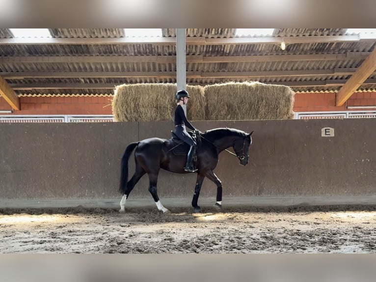 Westfaal Merrie 4 Jaar 168 cm  in Olpe