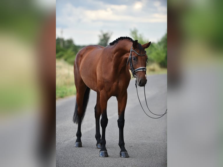 Westfaal Merrie 4 Jaar 168 cm Roodbruin in Balatonfüred