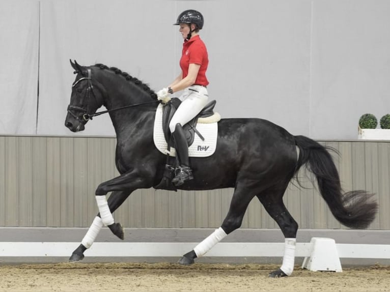 Westfaal Merrie 4 Jaar 168 cm Zwart in Bubikon