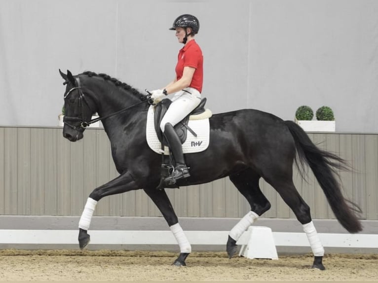 Westfaal Merrie 4 Jaar 168 cm Zwart in Bubikon