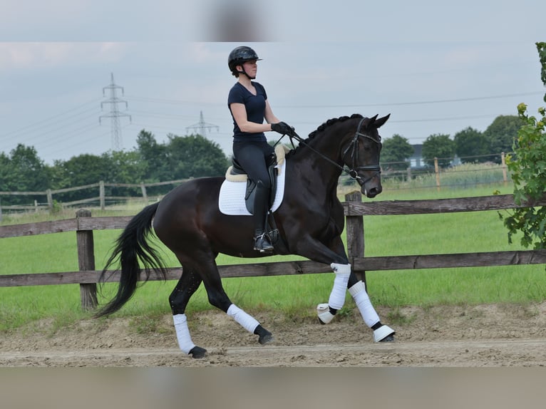 Westfaal Merrie 4 Jaar 168 cm Zwart in Greven