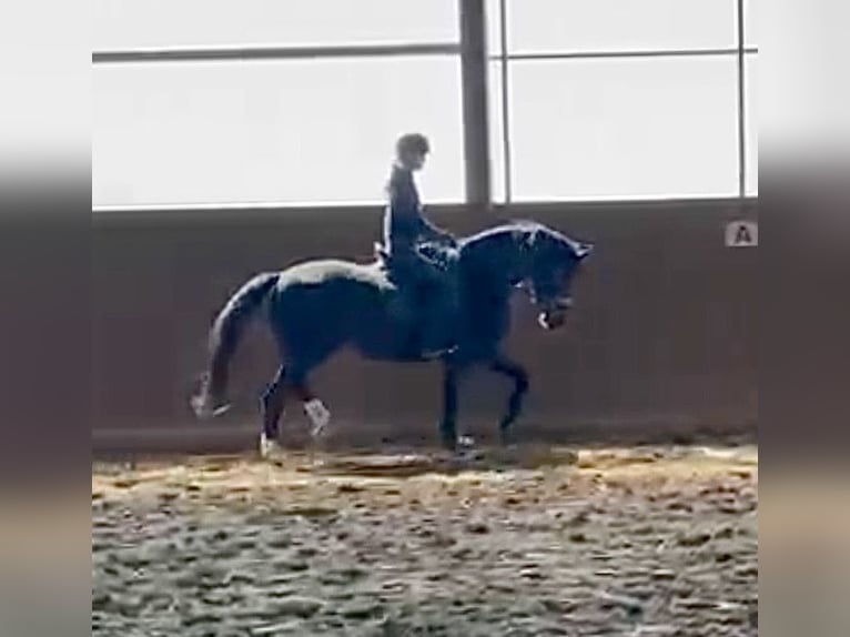 Westfaal Merrie 4 Jaar 168 cm Zwart in Münster