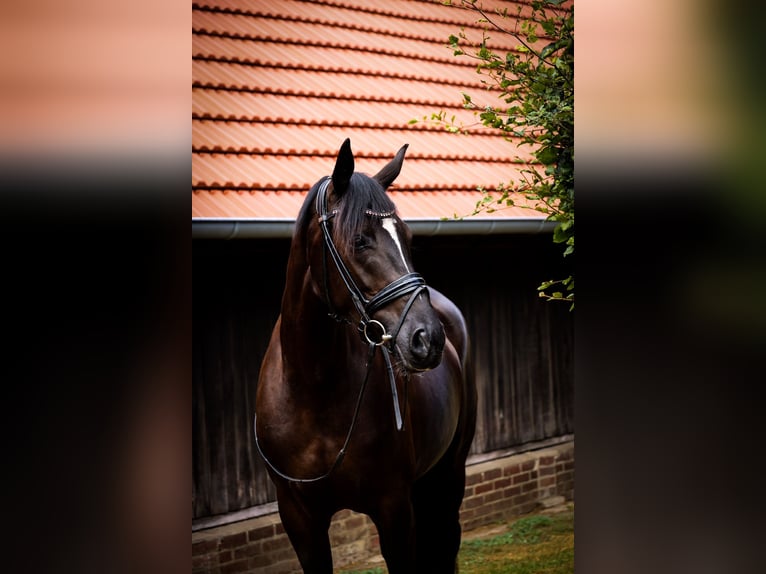 Westfaal Merrie 4 Jaar 168 cm Zwart in Coesfeld