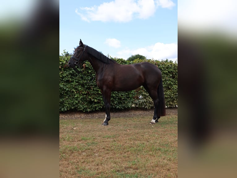 Westfaal Merrie 4 Jaar 168 cm Zwart in Coesfeld