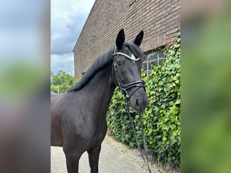 Westfaal Merrie 4 Jaar 168 cm Zwart in Rees