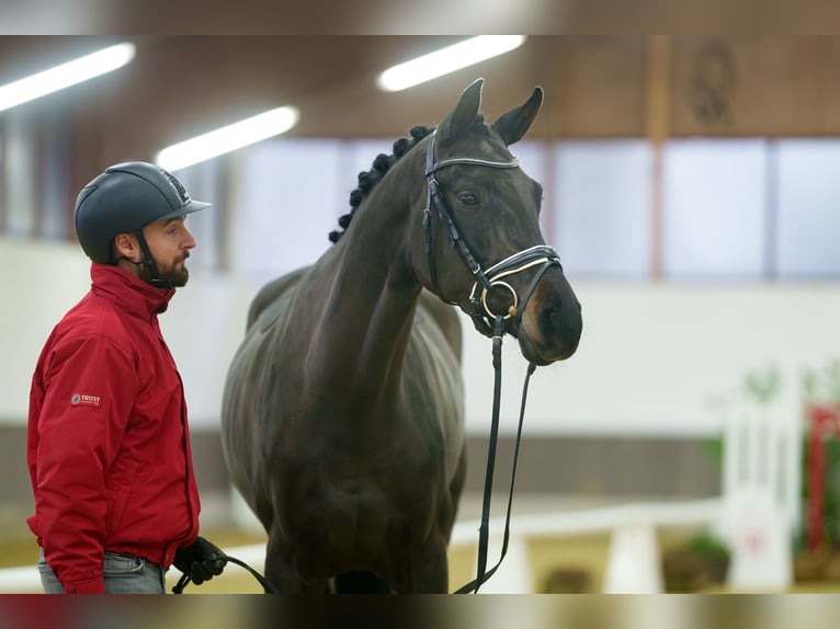 Westfaal Merrie 4 Jaar 168 cm Zwartbruin in Münster