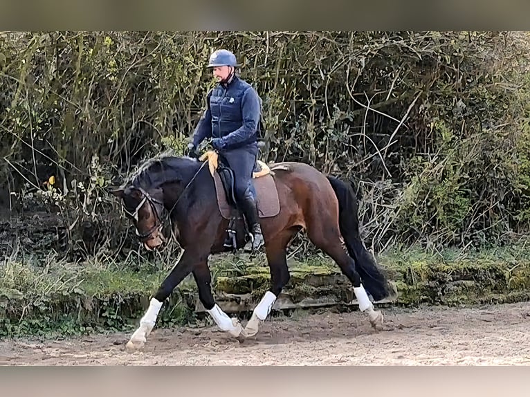 Westfaal Merrie 4 Jaar 169 cm Bruin in Dortmund