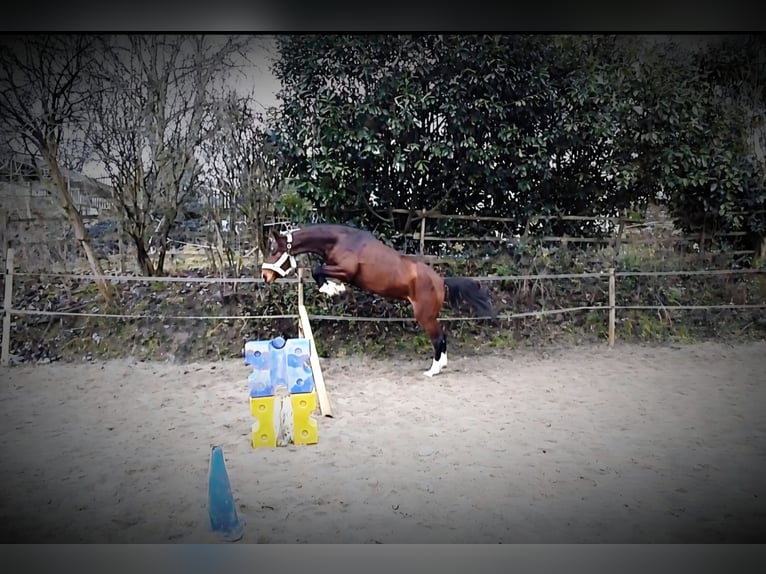 Westfaal Merrie 4 Jaar 169 cm Bruin in Dortmund