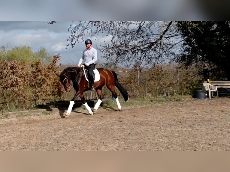 Westfaal Merrie 4 Jaar 169 cm Bruin in Dortmund