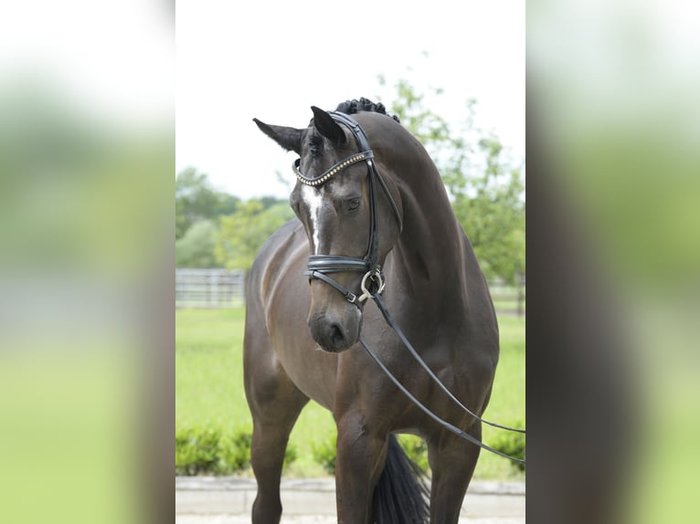 Westfaal Merrie 4 Jaar 169 cm Donkerbruin in Sassenberg