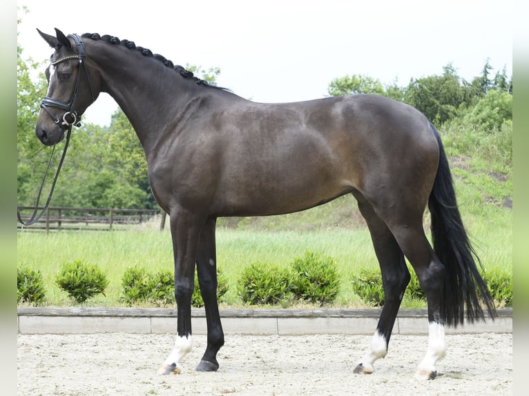 Westfaal Merrie 4 Jaar 169 cm Donkerbruin in Sassenberg