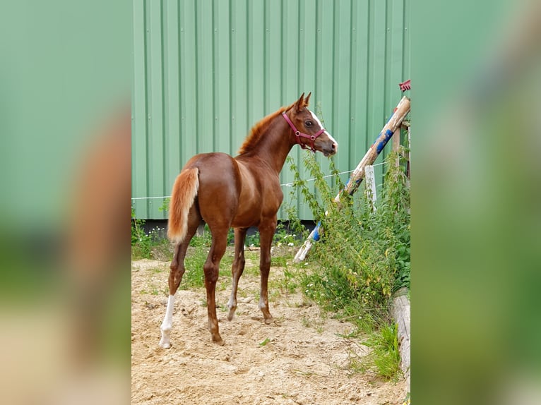 Westfaal Merrie 4 Jaar 169 cm Vos in H&#xF6;xter