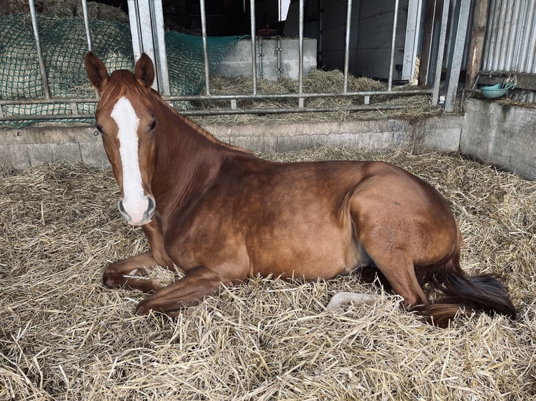 Westfaal Merrie 4 Jaar 169 cm Vos in H&#xF6;xter