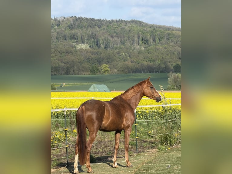 Westfaal Merrie 4 Jaar 169 cm Vos in H&#xF6;xter