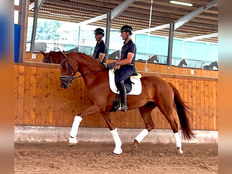 Westfaal Merrie 4 Jaar 169 cm Vos in Gleichen