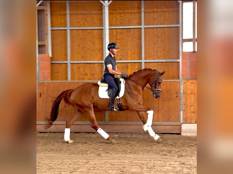 Westfaal Merrie 4 Jaar 169 cm Vos in Gleichen