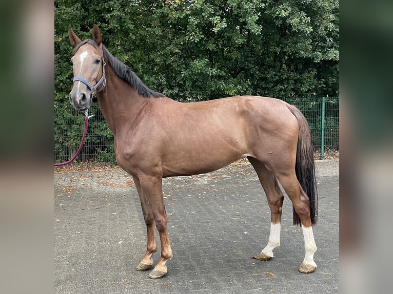 Westfaal Merrie 4 Jaar 169 cm Vos in Verl