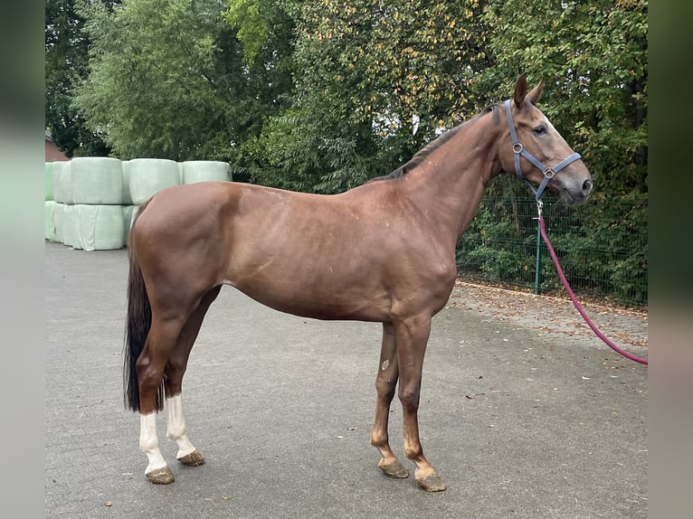 Westfaal Merrie 4 Jaar 169 cm Vos in Verl