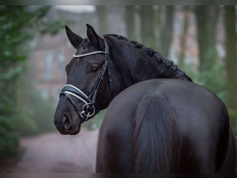 Westfaal Merrie 4 Jaar 169 cm Zwart in Ankum