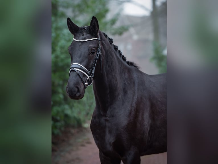 Westfaal Merrie 4 Jaar 169 cm Zwart in Ankum