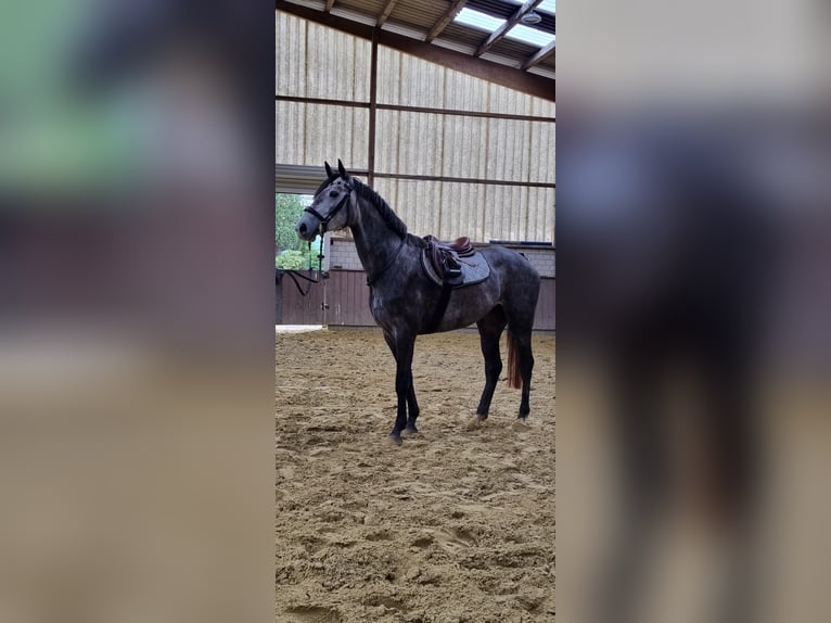 Westfaal Merrie 4 Jaar 169 cm Zwartschimmel in Menden