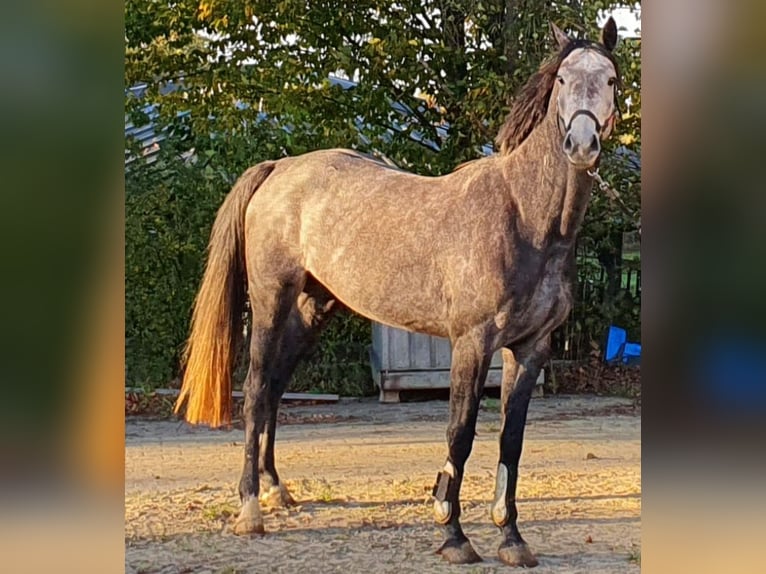 Westfaal Merrie 4 Jaar 169 cm Zwartschimmel in Menden