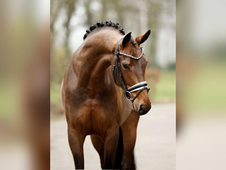 Westfaal Merrie 4 Jaar 170 cm Bruin in Greven
