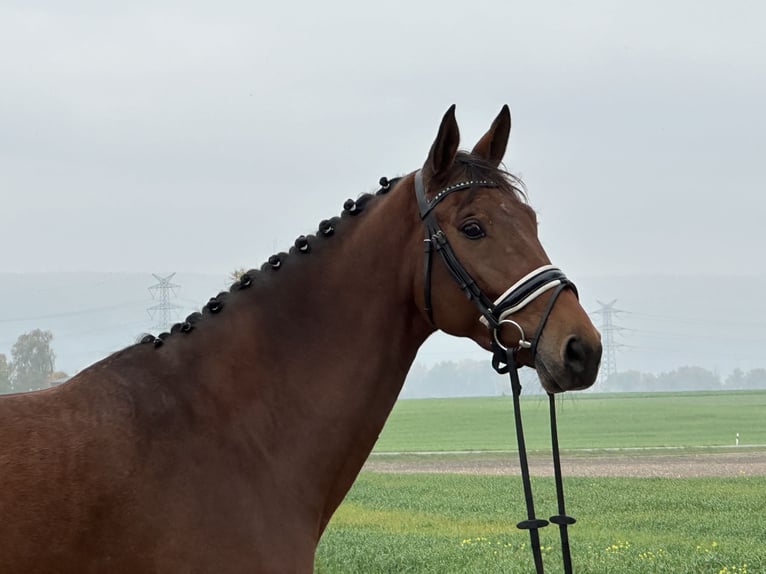 Westfaal Merrie 4 Jaar 170 cm Bruin in Riedlingen