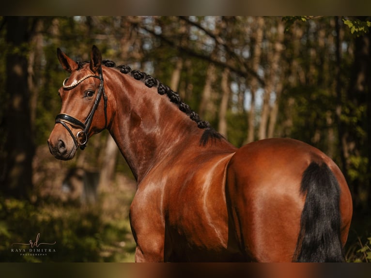 Westfaal Merrie 4 Jaar 170 cm Bruin in Wehringen