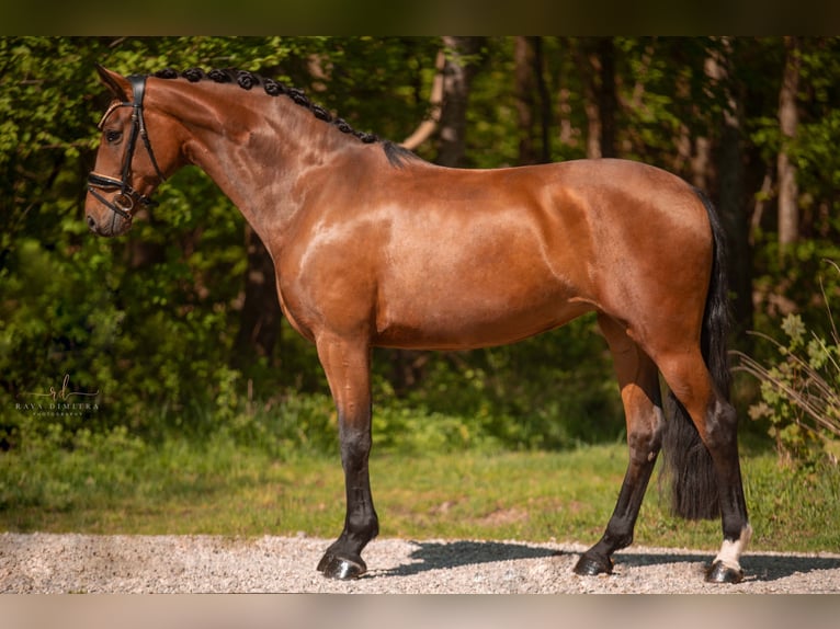 Westfaal Merrie 4 Jaar 170 cm Bruin in Wehringen
