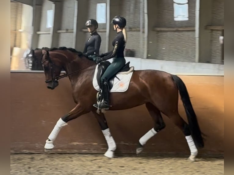 Westfaal Merrie 4 Jaar 170 cm Bruin in Wehringen