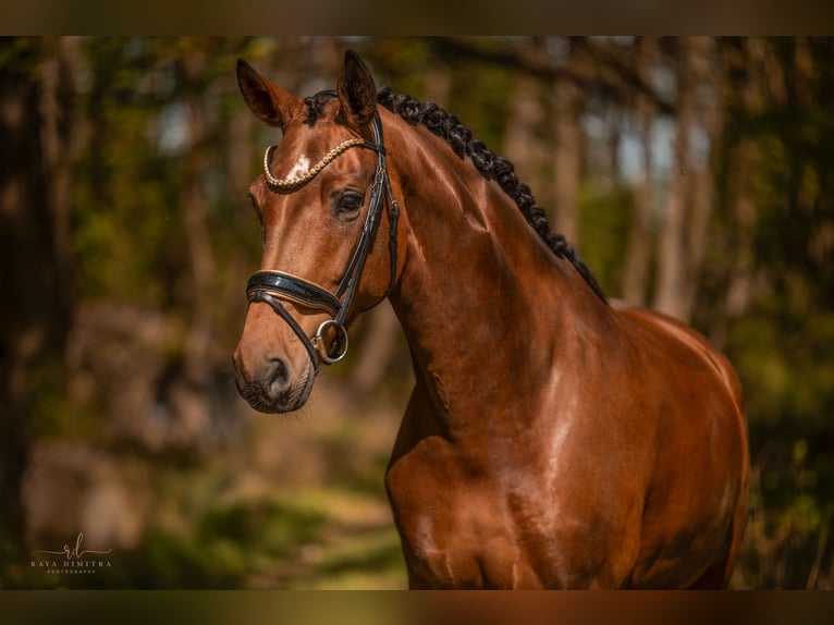 Westfaal Merrie 4 Jaar 170 cm Bruin in Wehringen