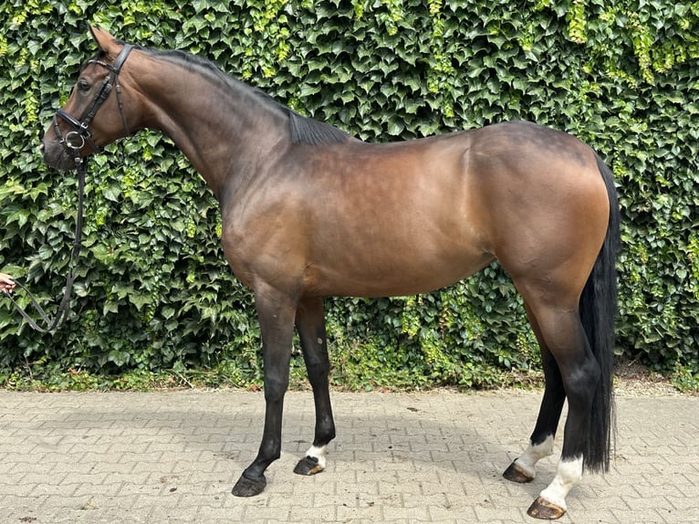 Westfaal Merrie 4 Jaar 170 cm Bruin in Rees