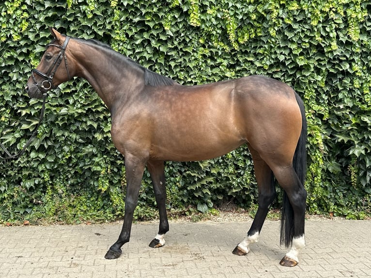 Westfaal Merrie 4 Jaar 170 cm Bruin in Rees